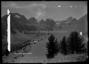Bevers Albula
