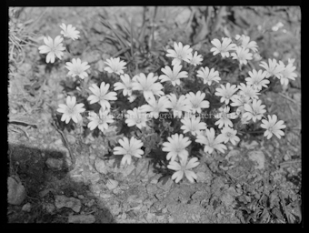 Blumen
