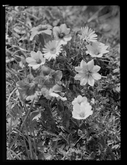 Blumen