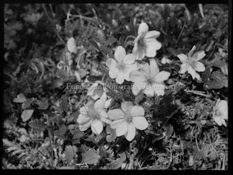 Blumen