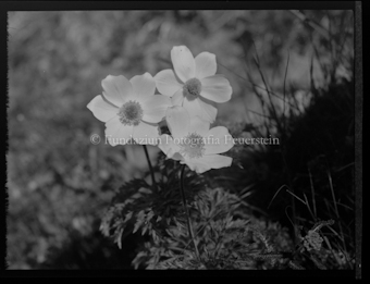 Blumen
