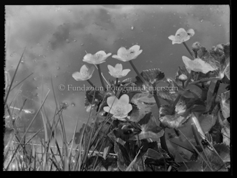 Blumen