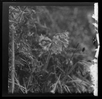 Blumen