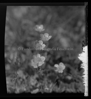 Blumen