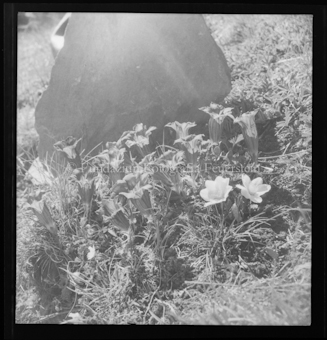 Blumen