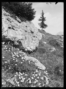 Blumen