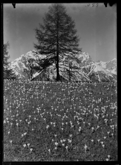 Blumen
