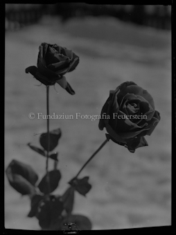 Nahaufnahme zweier Rosen