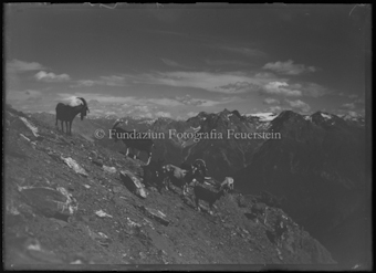 Bergpanorama mit Ziegen