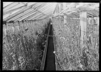 Aus der Schachtel: Paulis Nelkenkultur