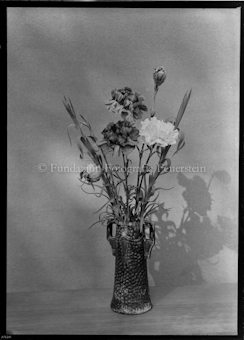 Aus der Schachtel: Paulis Nelkenkultur