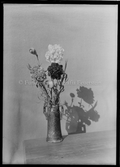 Aus der Schachtel: Paulis Nelkenkultur