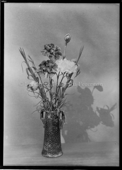 Aus der Schachtel: Paulis Nelkenkultur