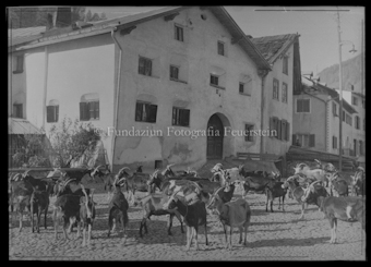 Ziegenherde auf Dorfplatz