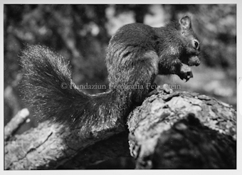 Eichhörnchen in Nahaufnahme