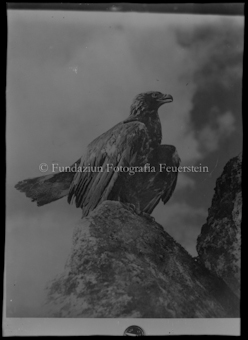 Adler