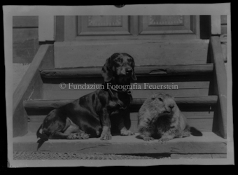 Hund mit zahmen Murmeltier