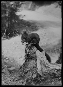 Eichhörnchen
