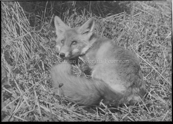 Fuchs