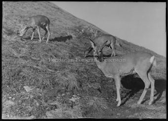 grasende Rehe