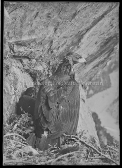 Steinadler im Horst