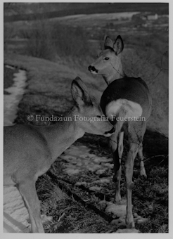 Zwei Rehe