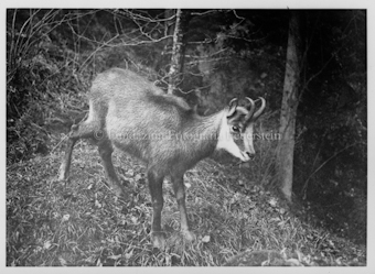 Tiernegative für Karten