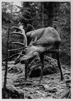 Tiernegative für Karten