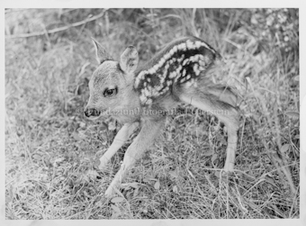 Tiernegative für Karten
