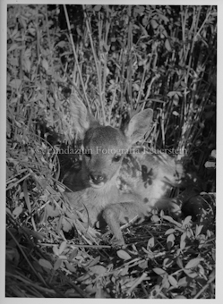 Tiernegative für Karten