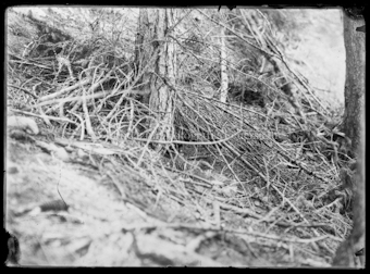 Adler, Auerhenne, Wasseramsel und Mäusebusshard