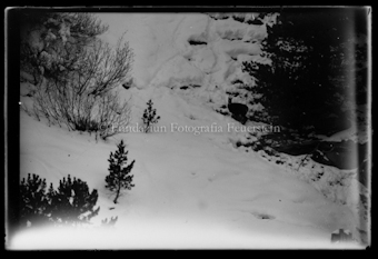 Adler, Auerhenne, Wasseramsel und Mäusebusshard