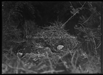 Adler, Auerhenne, Wasseramsel und Mäusebusshard