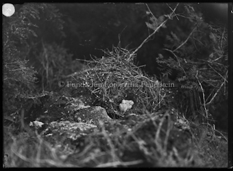 Adler, Auerhenne, Wasseramsel und Mäusebusshard