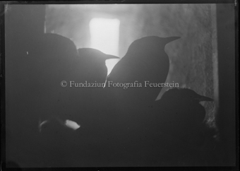 Adler, Auerhenne, Wasseramsel und Mäusebusshard