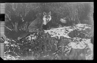 Fuchs