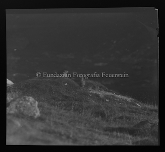 Murmeltiere untereinander