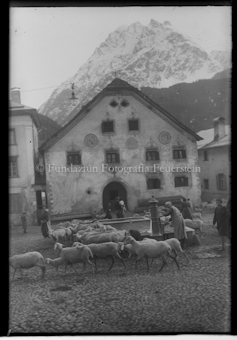 Schafe auf Dorfplatz