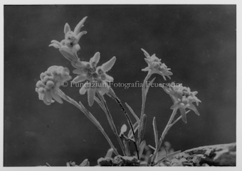 Nahaufnahme von Edelweiss
