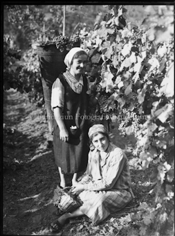 Zwei Frauen bei der Weintraubenlese