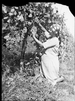 Frau bei der Traubenlese