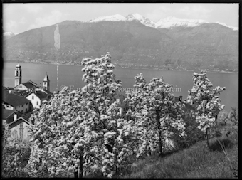 Blick über blühende Bäume auf Vira Gambarogno