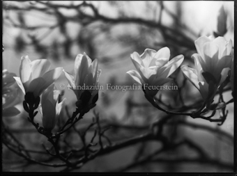 Magnolienblüten