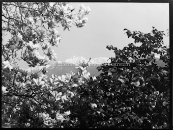Magnolienblüten und Kamelien vor Berggipfel