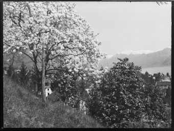 Blühender Magnolienbaum an Hanglage bei Minusio, Camoghè im Hintergrund