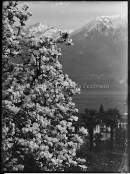 Blühender Magnolienbaum, im Hintergrund See und Berg