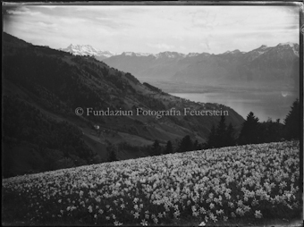 Narzissenfeld, See und Bergkette im Hintergrund