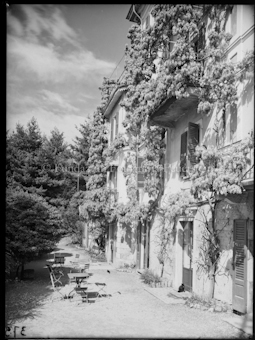 Glyzinien in Locarno