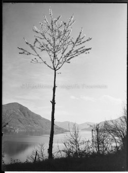 Blühender Baum vor Lago Maggiore