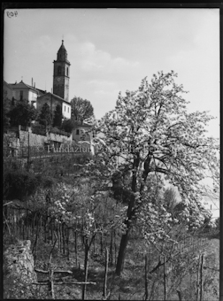 Blick auf Ascona mit Kirchenturm San Martino, blühender Baum und Weinberg im Vordergrund